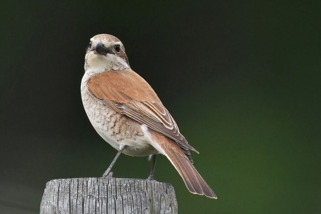 Pie-grièche écorcheur femelle adulte, identification