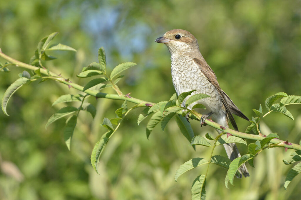 Pie-grièche écorcheur femelle adulte, identification