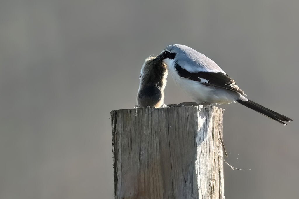Great Grey Shrikeadult, feeding habits
