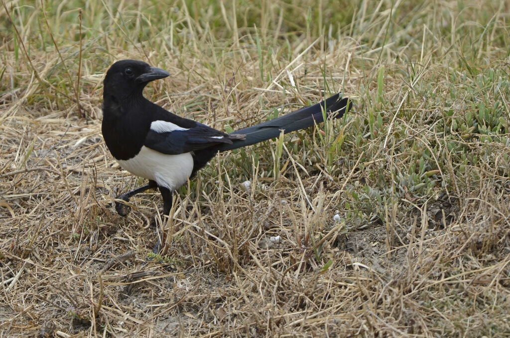 Pie bavarde, identification
