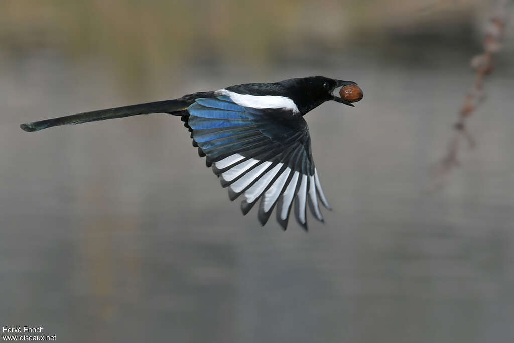 Pie bavardeadulte, identification, Vol, régime