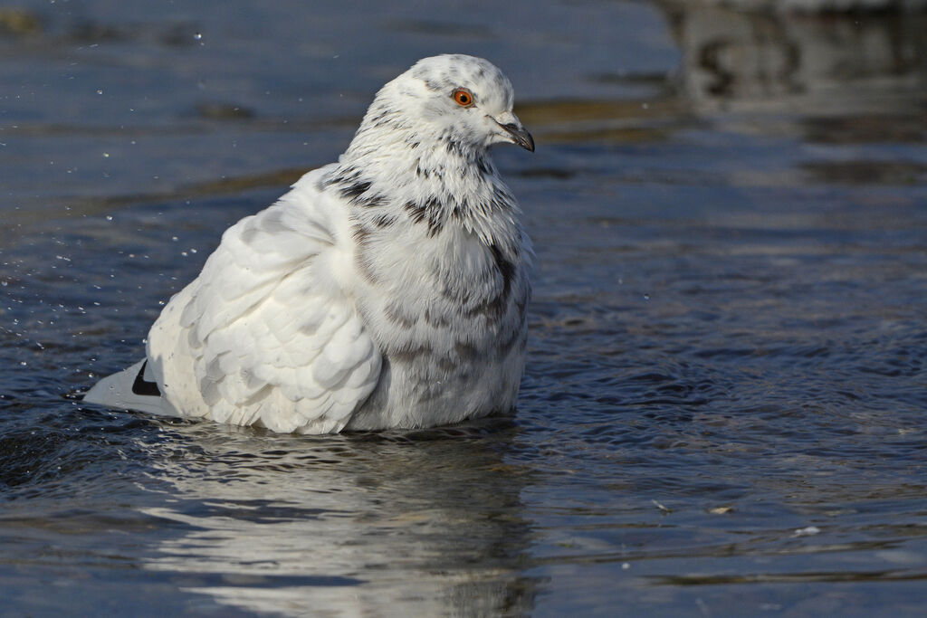Pigeon biset