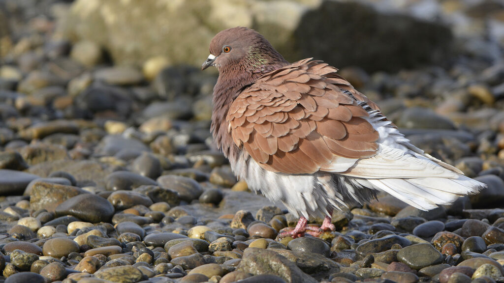 Pigeon biset