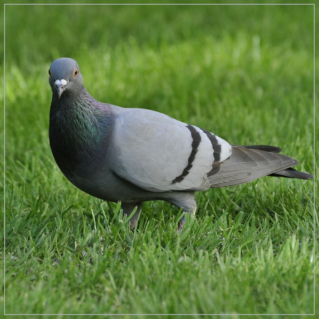 Pigeon biset, identification