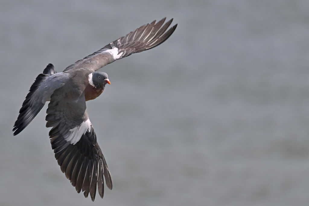Common Wood Pigeonadult, Flight