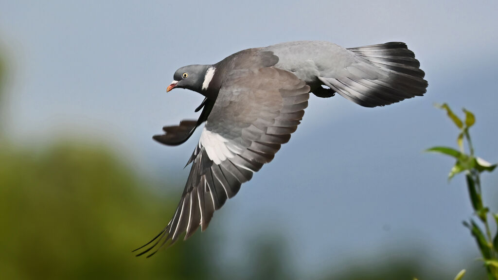 Common Wood Pigeon