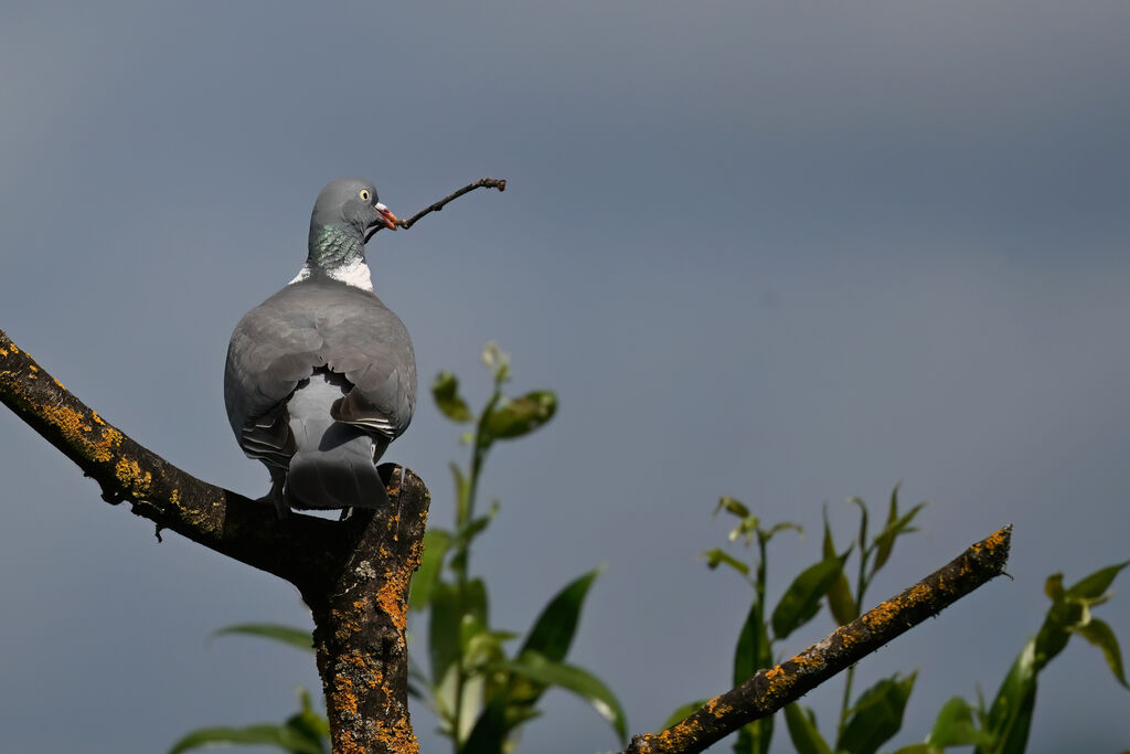 Common Wood Pigeon