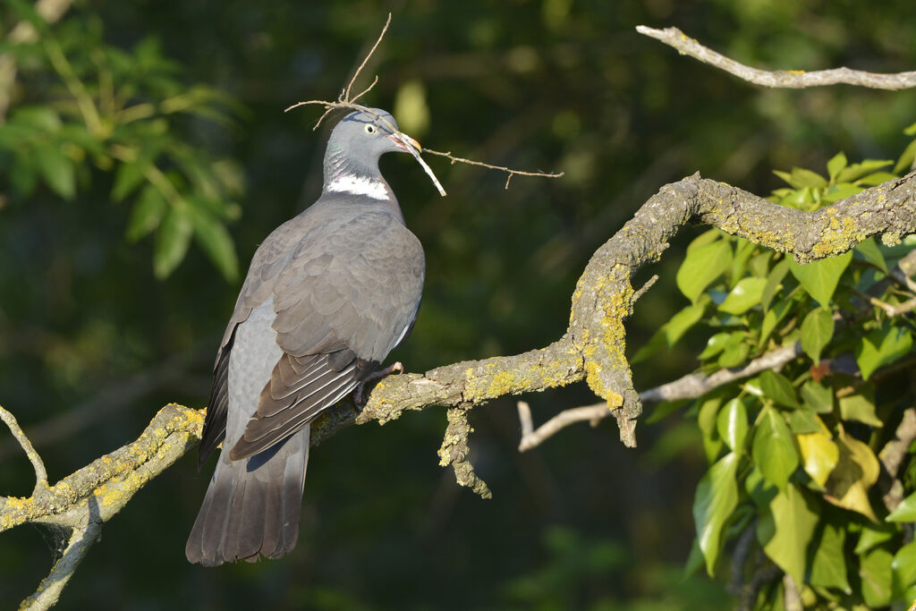 Pigeon ramieradulte, identification, Nidification