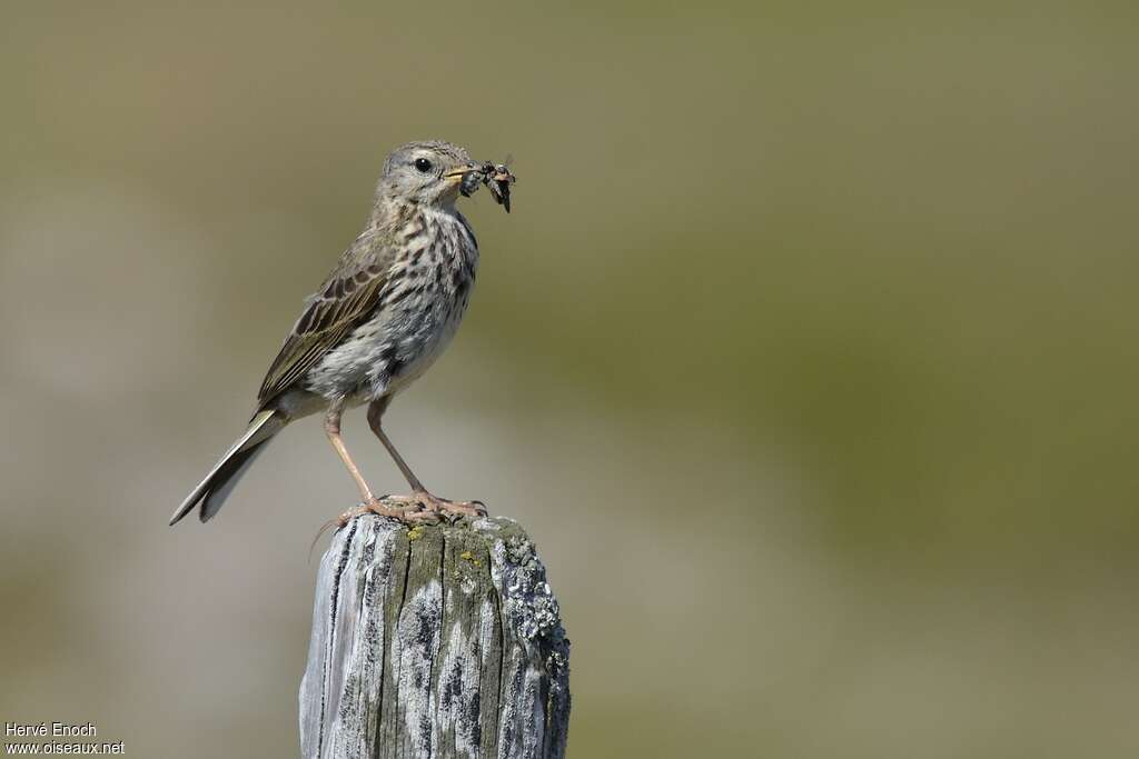 Meadow Pipitadult, feeding habits, Reproduction-nesting