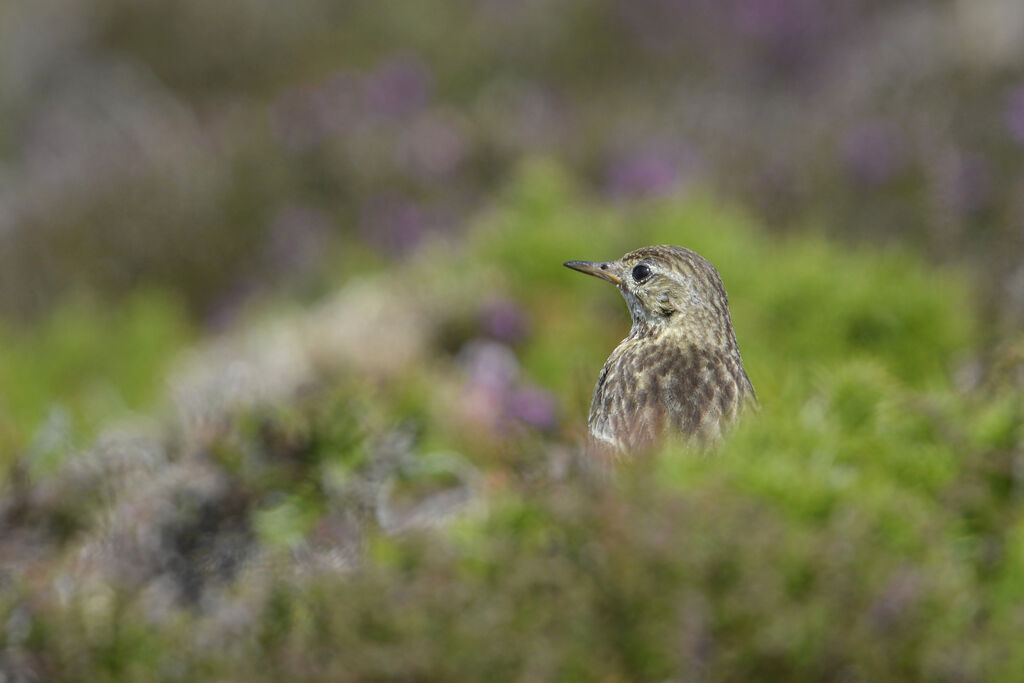 Pipit farlouseadulte