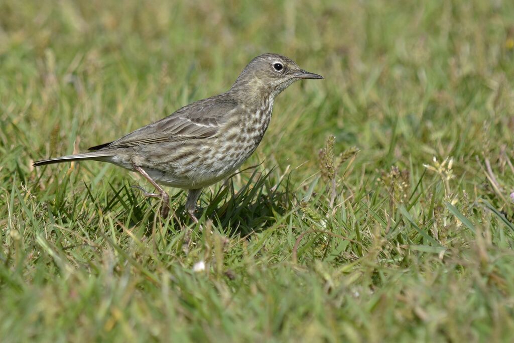 Pipit maritimeadulte