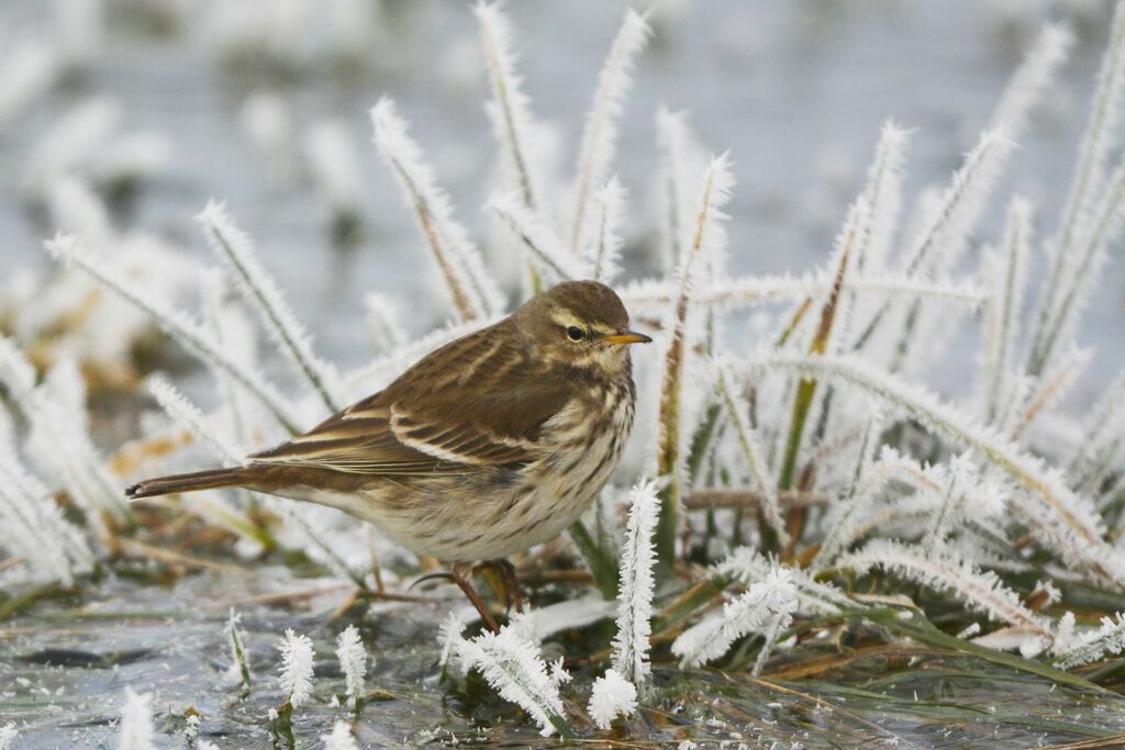 Pipit spioncelleadulte internuptial, identification