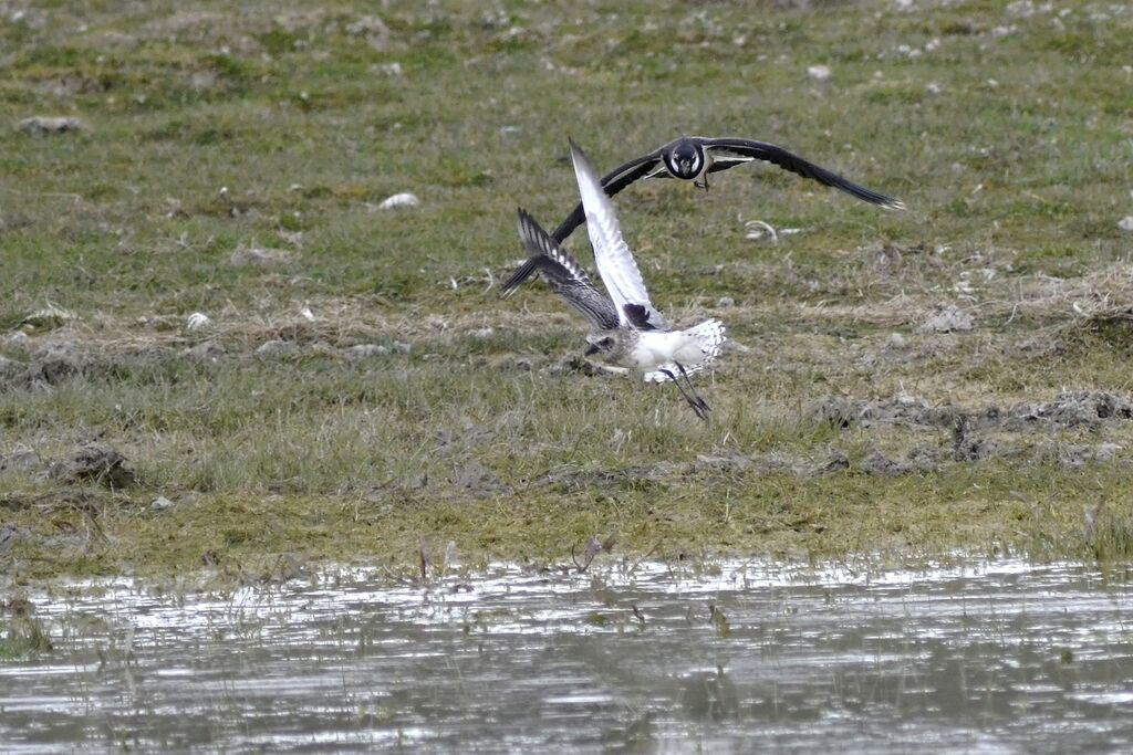 Grey Plover
