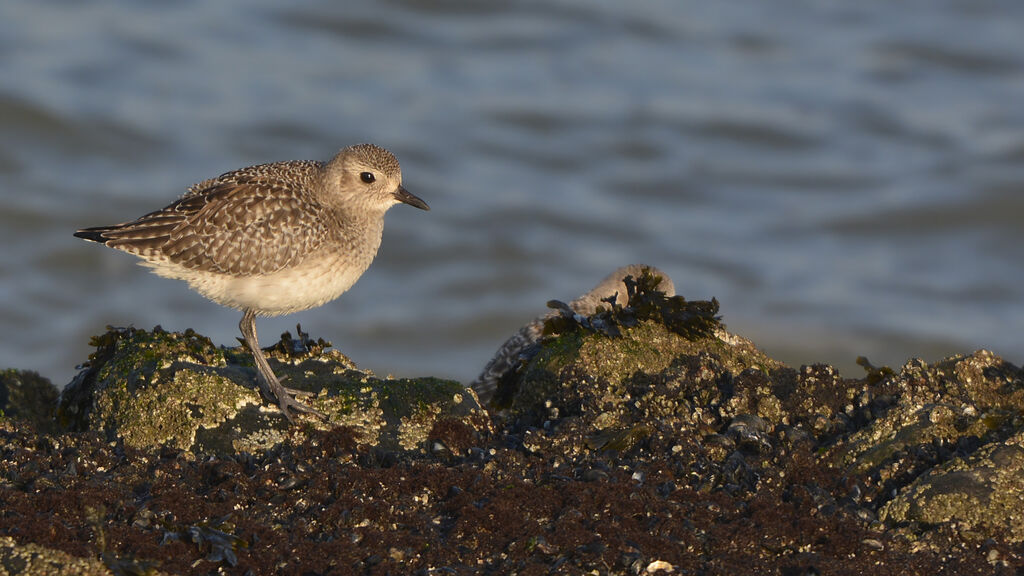 Grey Ploveradult post breeding, identification
