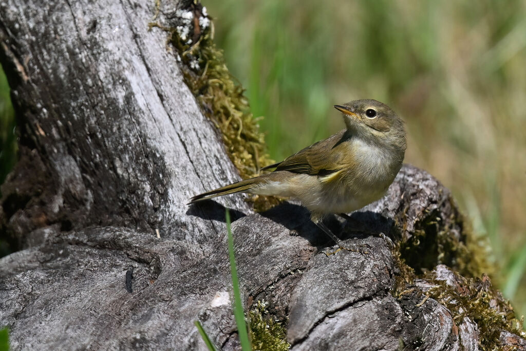 Pouillot véloce, identification