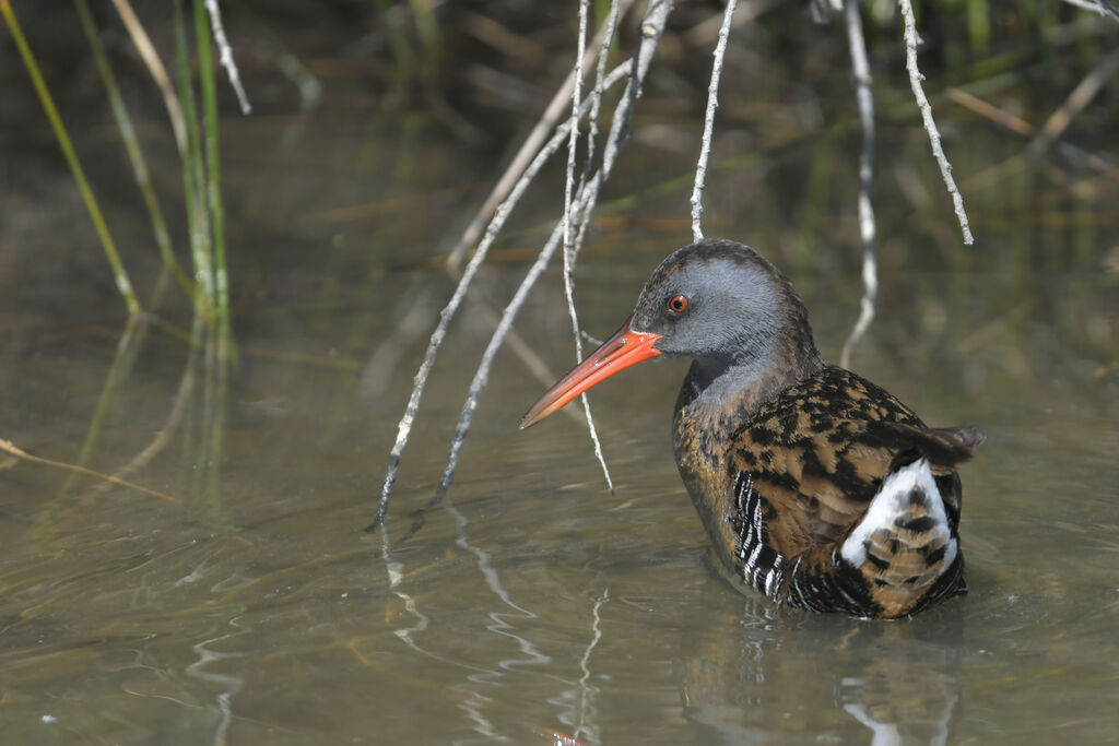 Râle d'eauadulte, identification