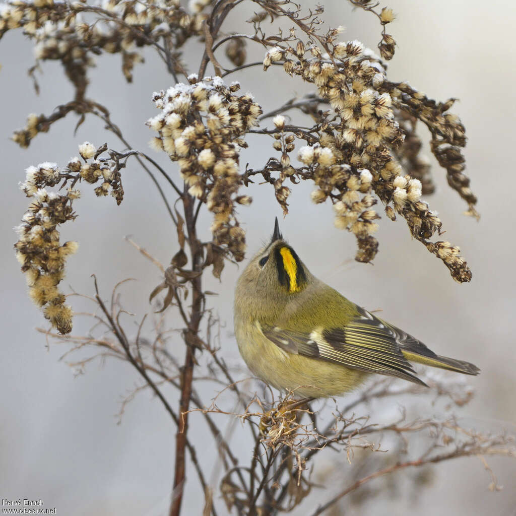 Goldcrest male adult, identification