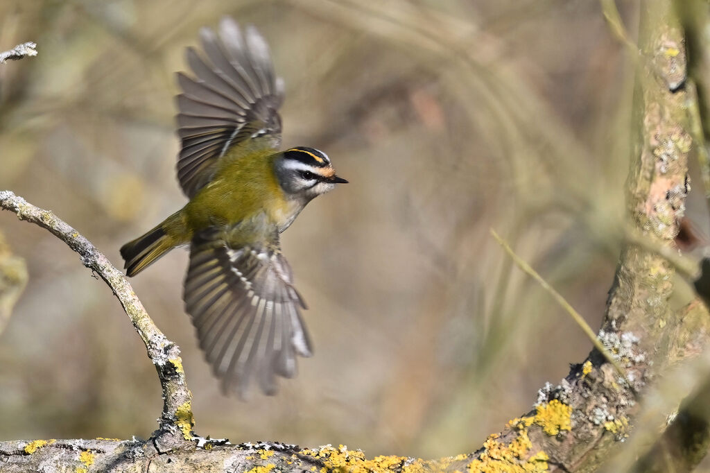 Common Firecrest male adult, Flight