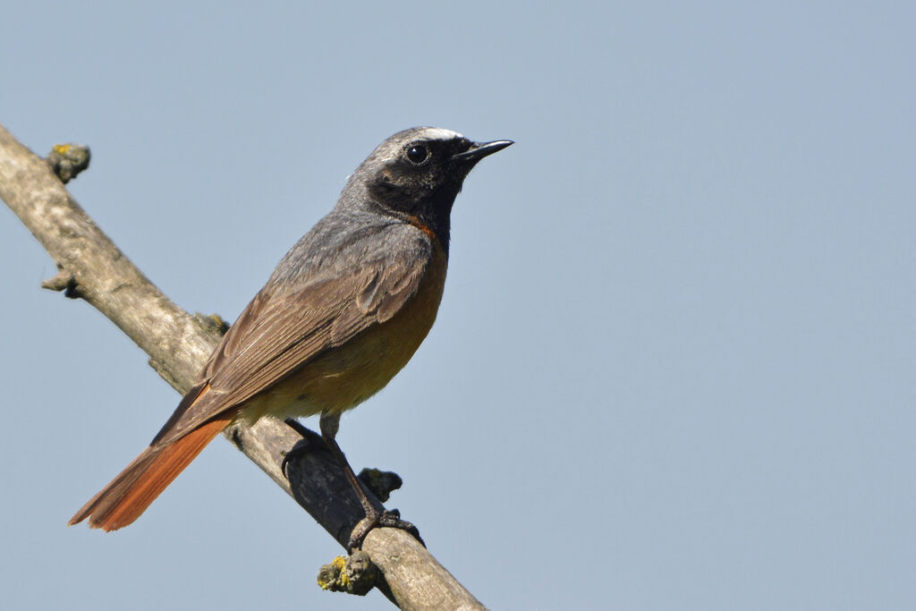 Common Redstart male adult, identification