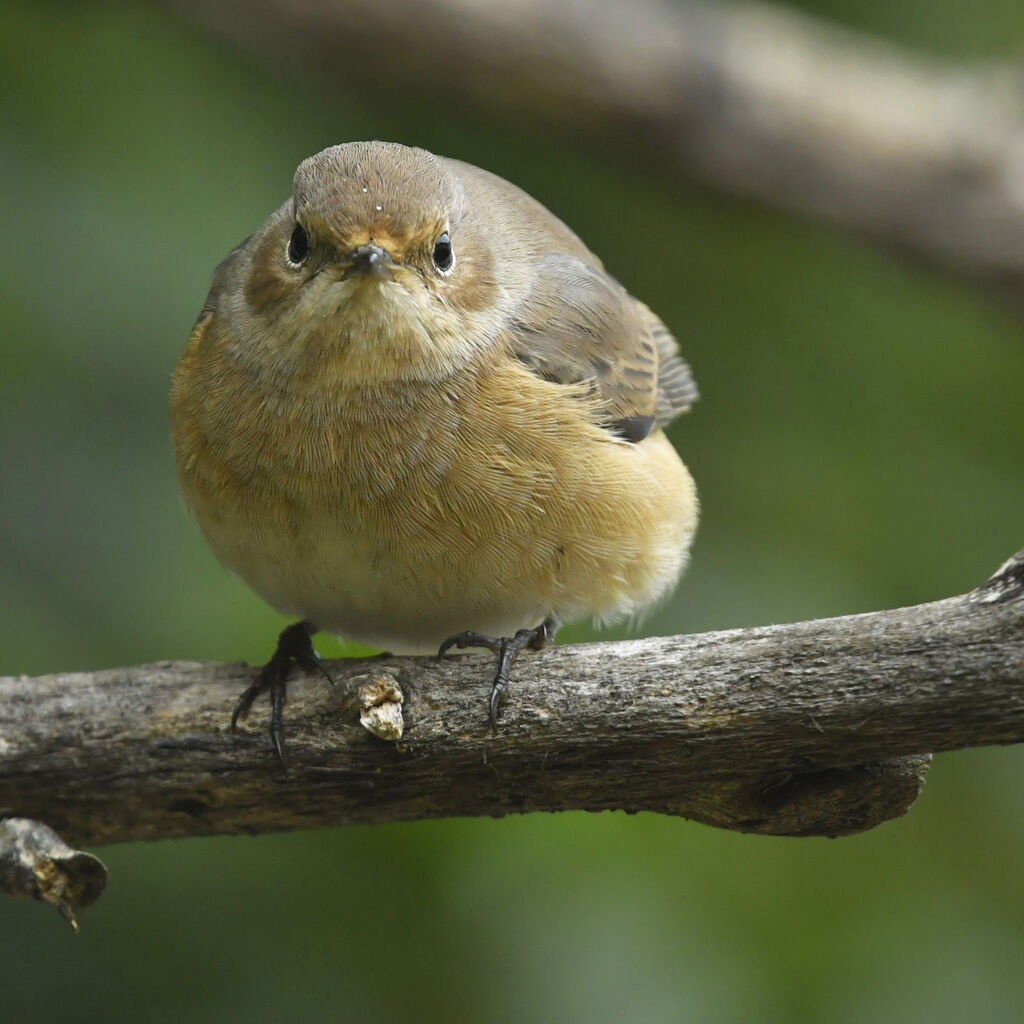 Common Redstart female adult, close-up portrait