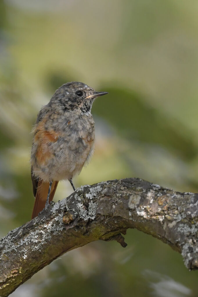 Common Redstartjuvenile, identification