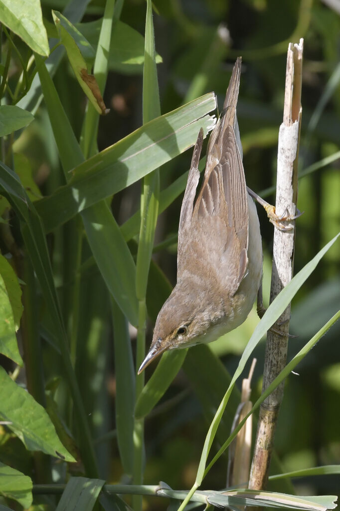 Rousserolle effarvatteadulte, identification