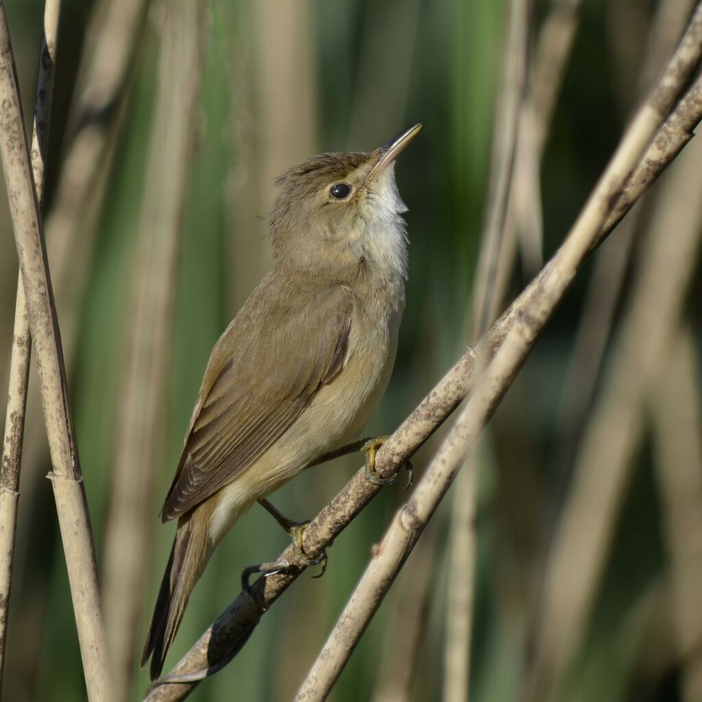 Rousserolle effarvatte, identification