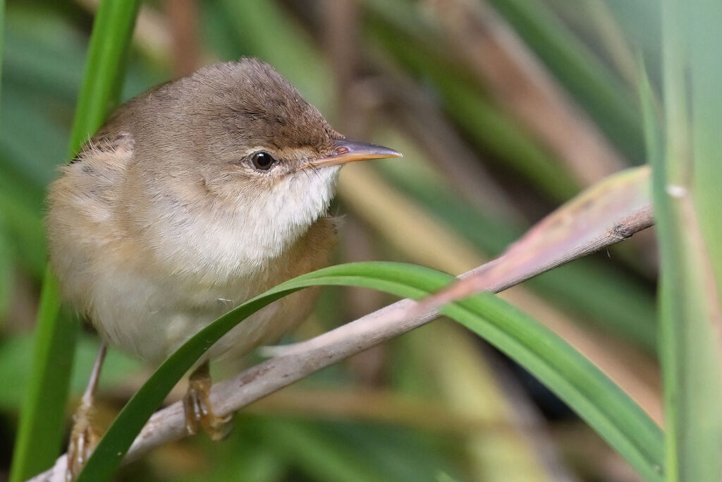 Rousserolle effarvatteadulte, portrait