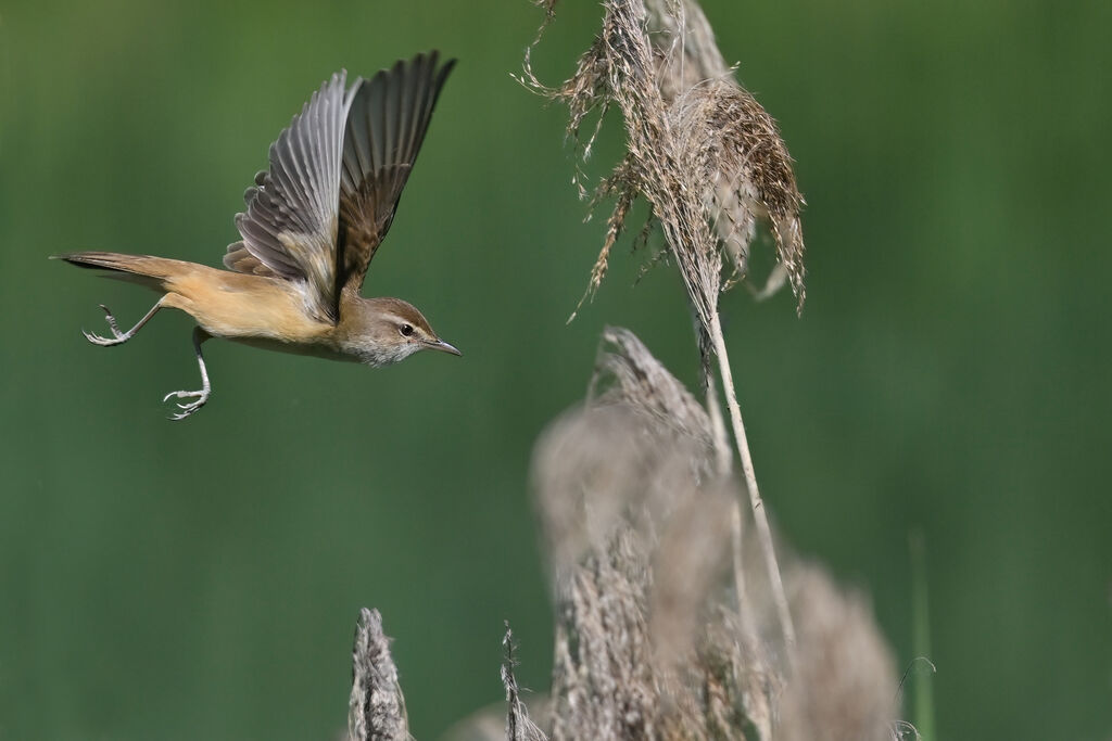 Great Reed Warbleradult, Flight