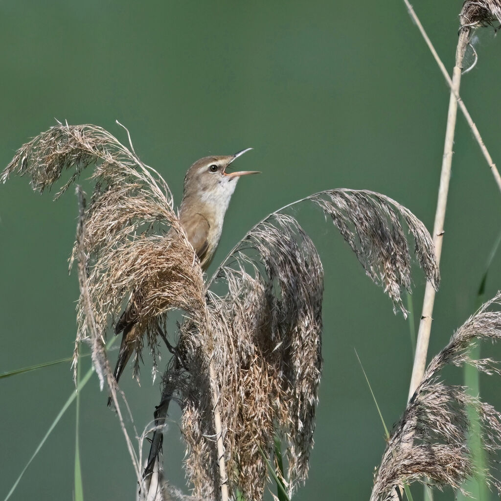 Great Reed Warbleradult, identification, song