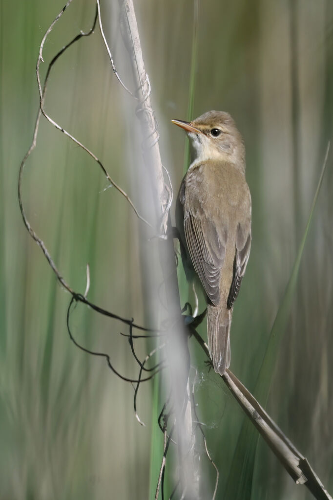 Marsh Warbler