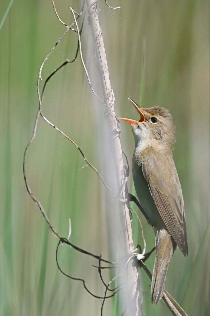 Marsh Warbler