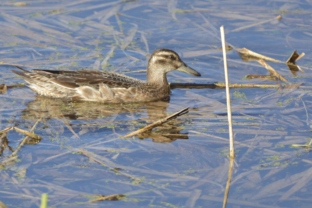 Sarcelle d'été femelle adulte, identification