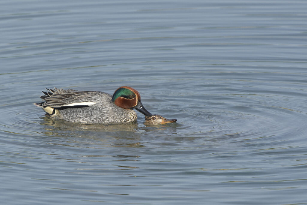 Eurasian Tealadult breeding, mating.