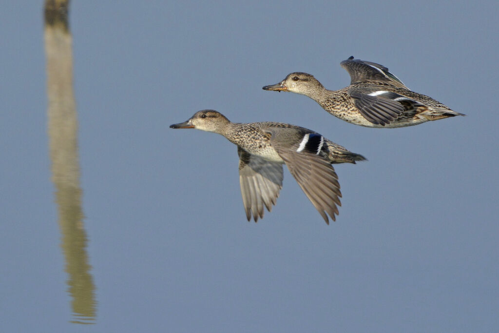 Eurasian Teal female adult, Flight