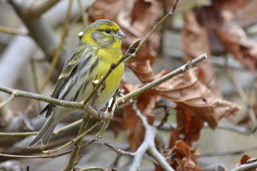 European Serin male adult, identification