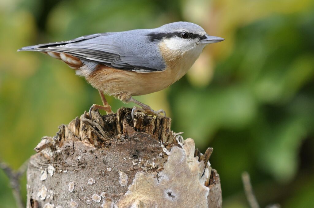 Eurasian Nuthatch, identification