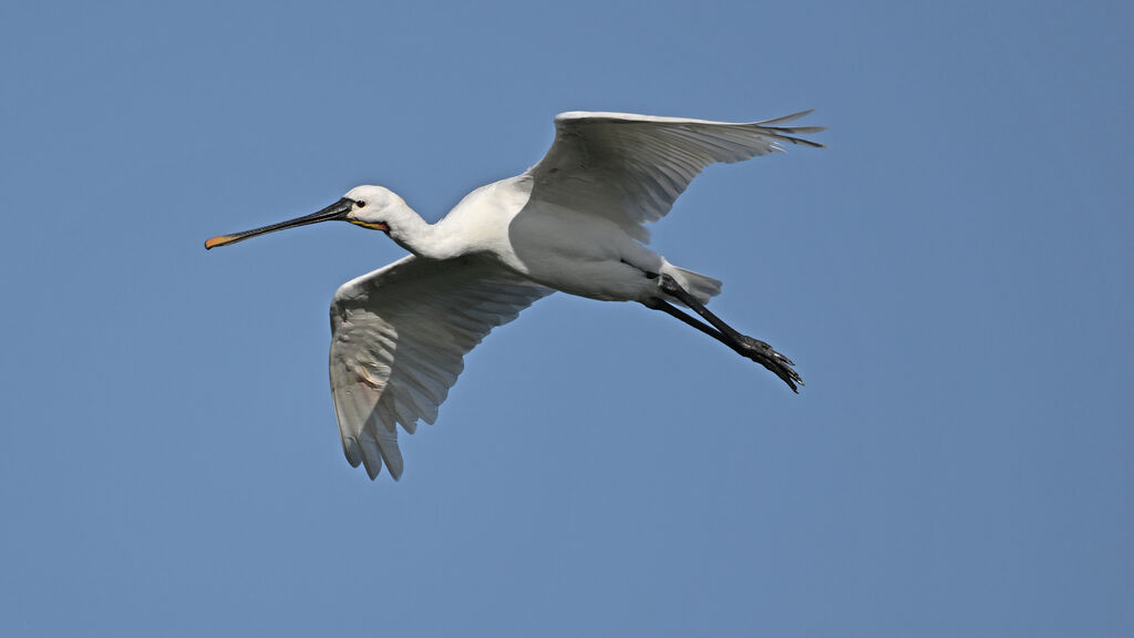 Eurasian Spoonbilladult, Flight