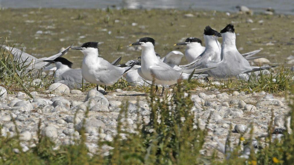 Sandwich Tern, Reproduction-nesting