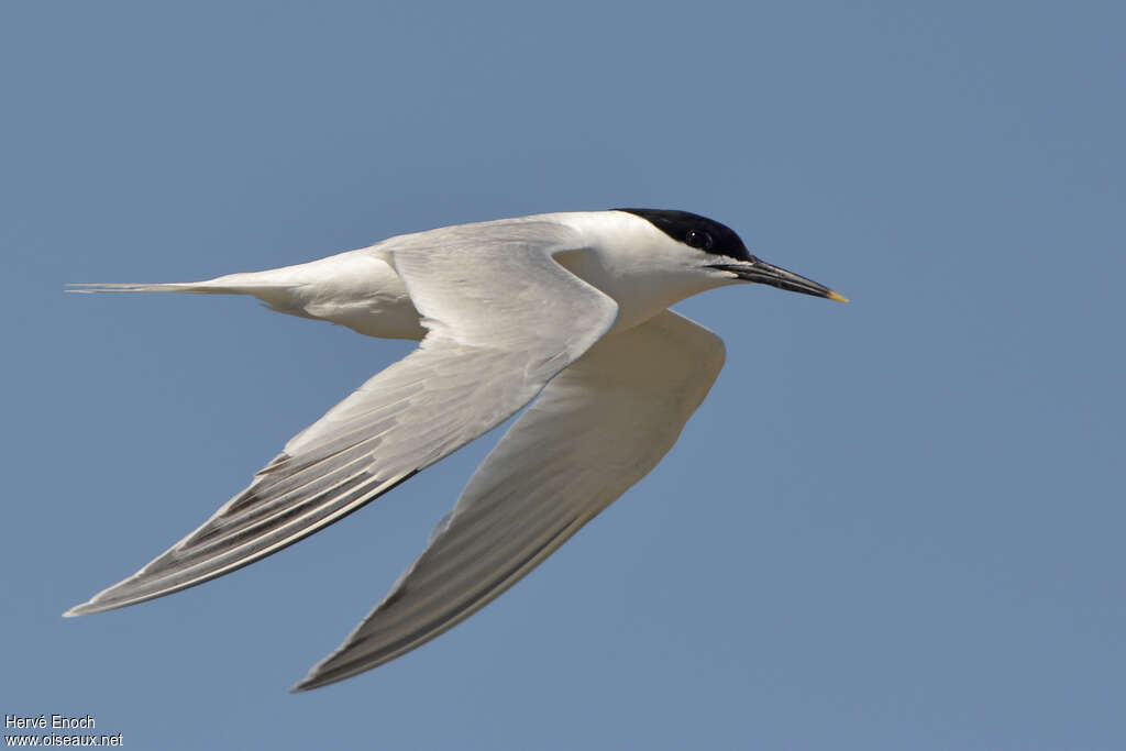 Sandwich Ternadult breeding, Flight