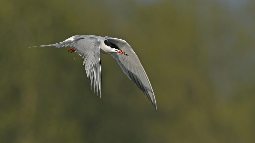 Common Ternadult breeding, Flight