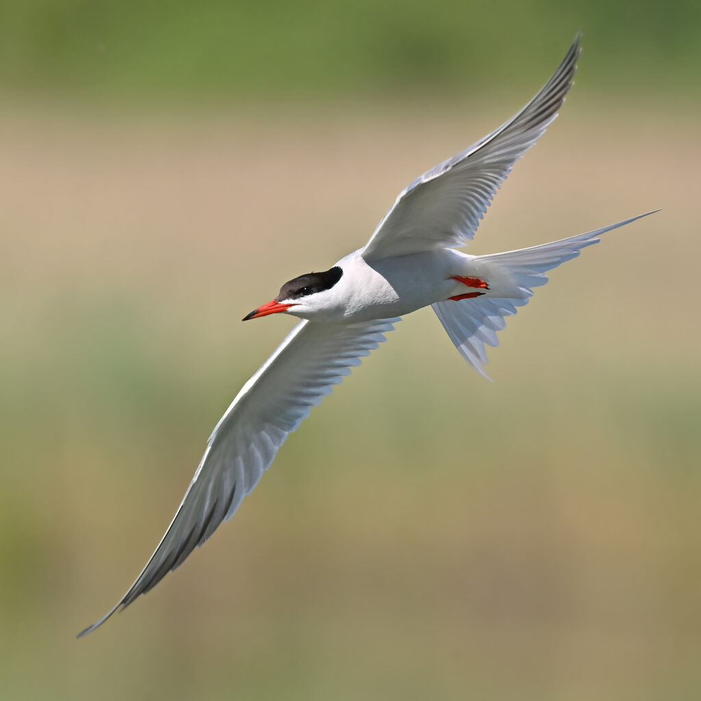 Common Ternadult breeding, Flight