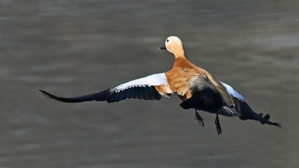 Tadorne casarca mâle adulte internuptial, Vol