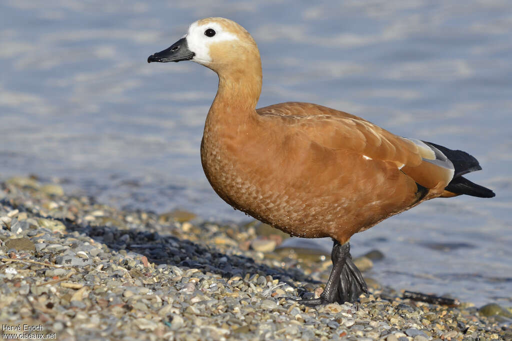 Ruddy Shelduck female adult, identification