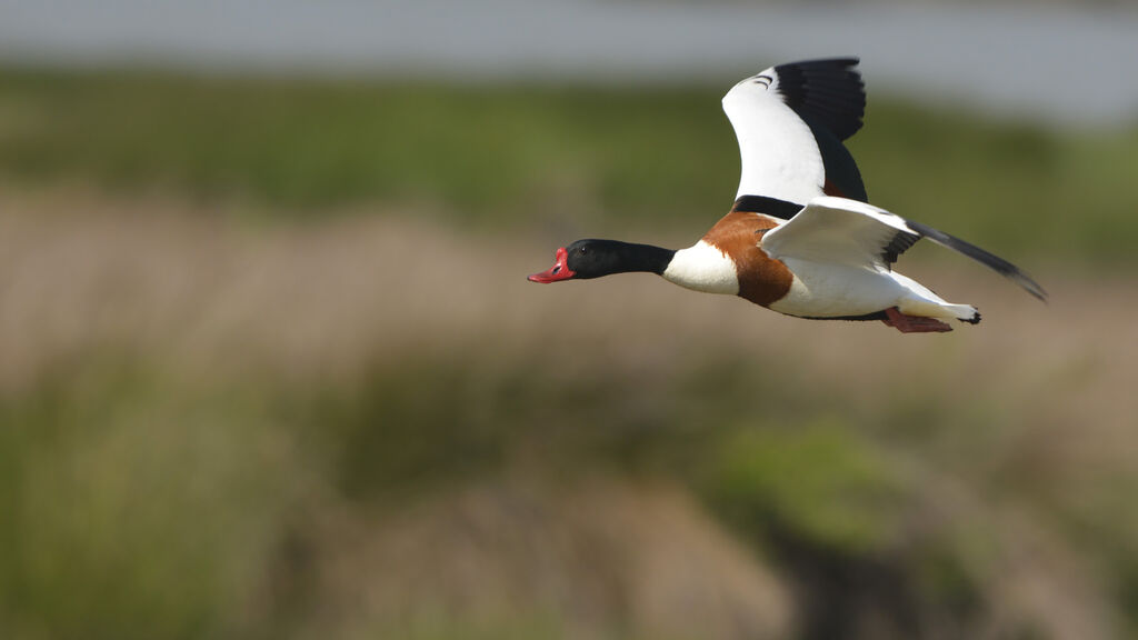 Common Shelduck male adult, Flight