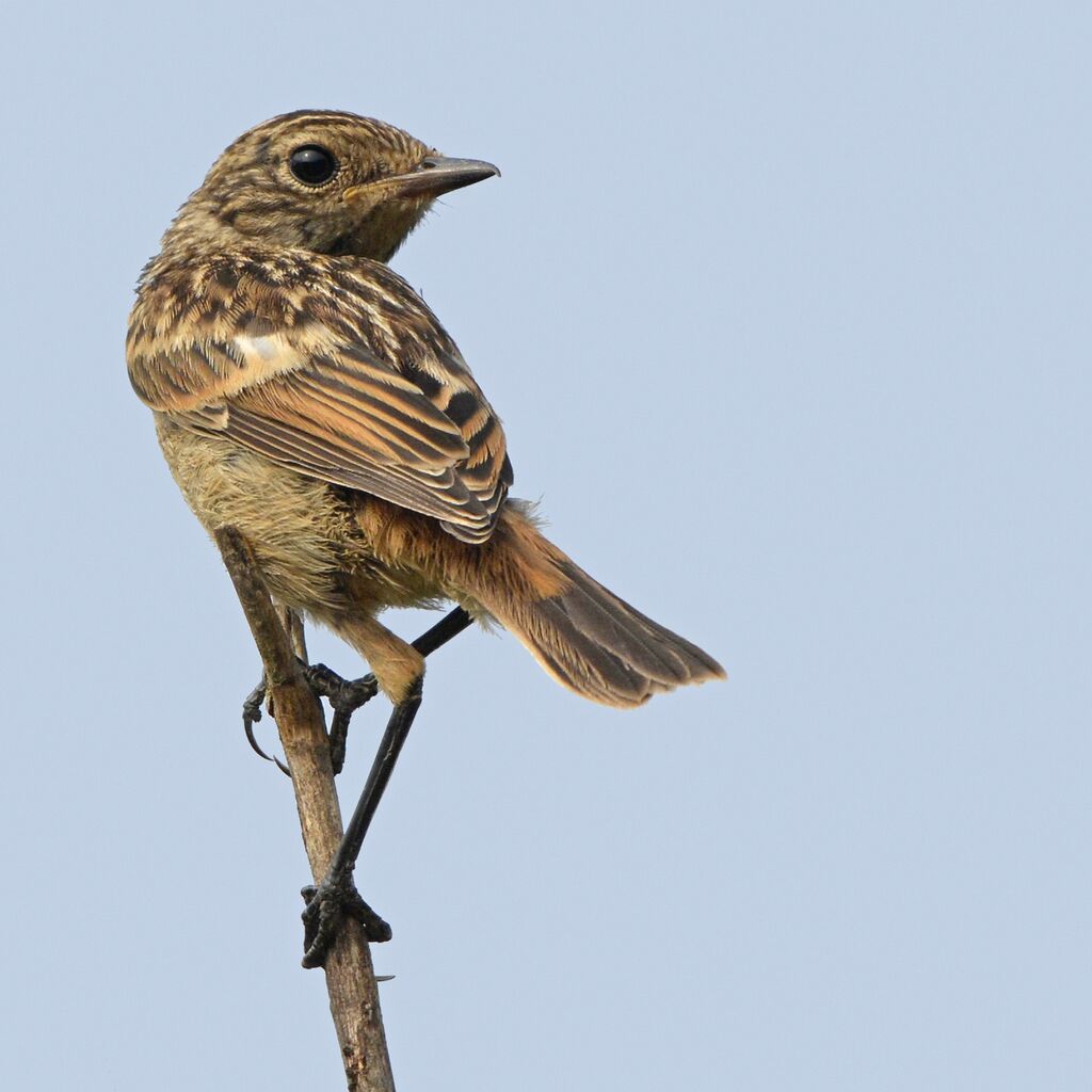 Tarier pâtrejuvénile, identification