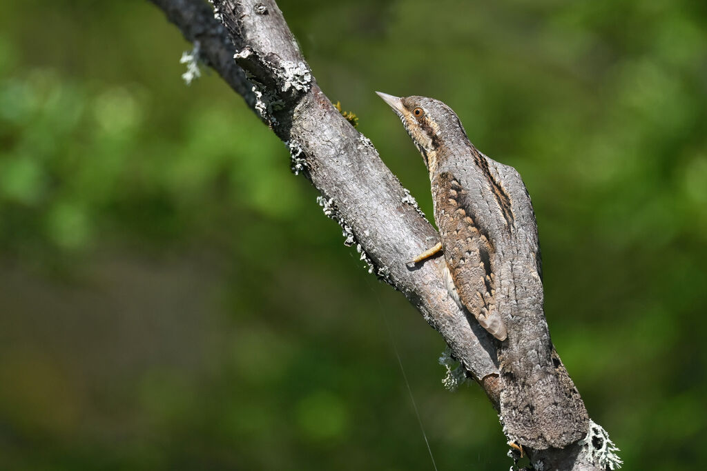 Torcol fourmilieradulte nuptial, identification
