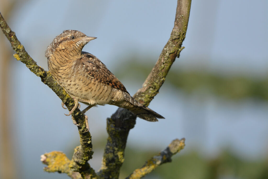 Eurasian Wryneck