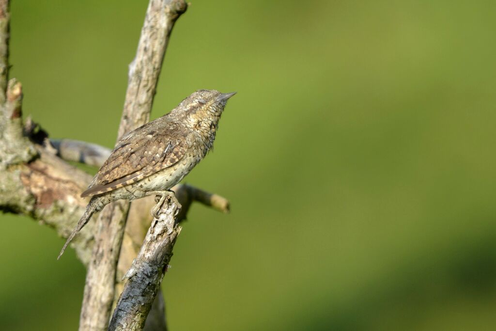 Eurasian Wryneck