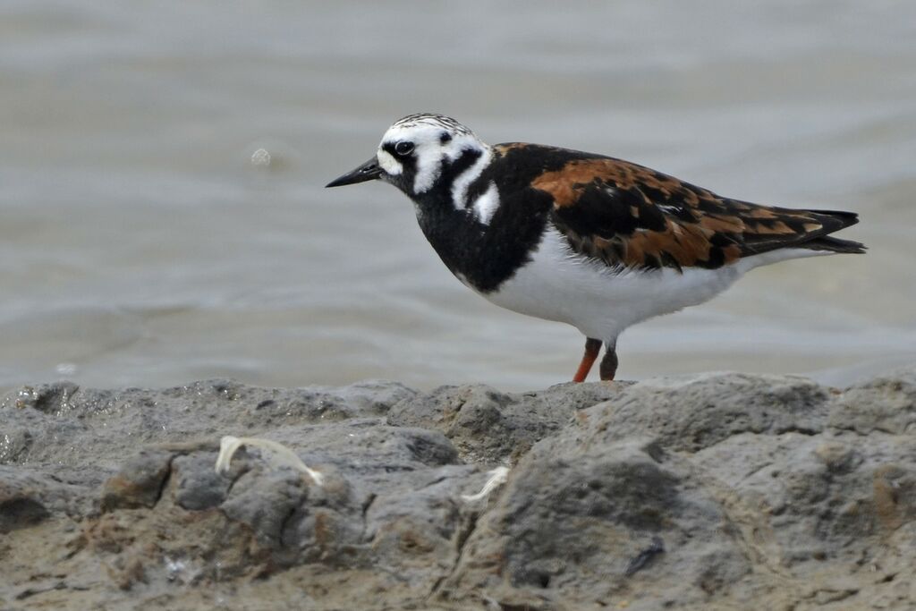 Tournepierre à collier, identification